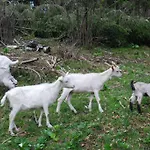 팜스테이 Farm Dolinar Krainer *