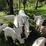 Farm stay Farm Dolinar Krainer Bohinjska Bela