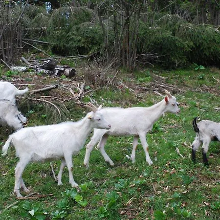 Farm stay Farm Dolinar Krainer *