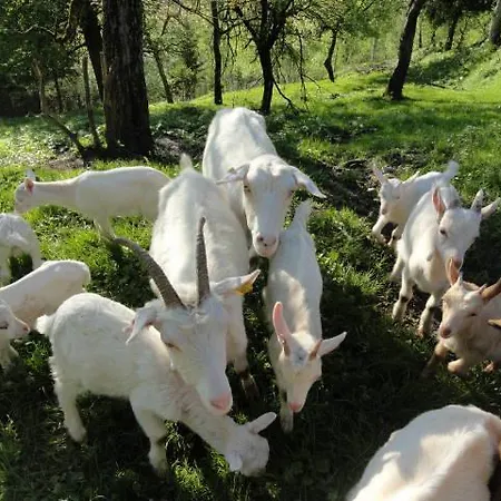 Bivanje na kmetiji Farm Dolinar Krainer Bohinjska Bela