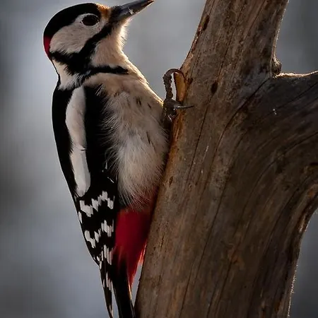 Farm Dolinar Krainer *