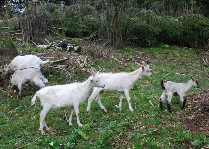 مزرعة للإقامة Farm Dolinar Krainer *