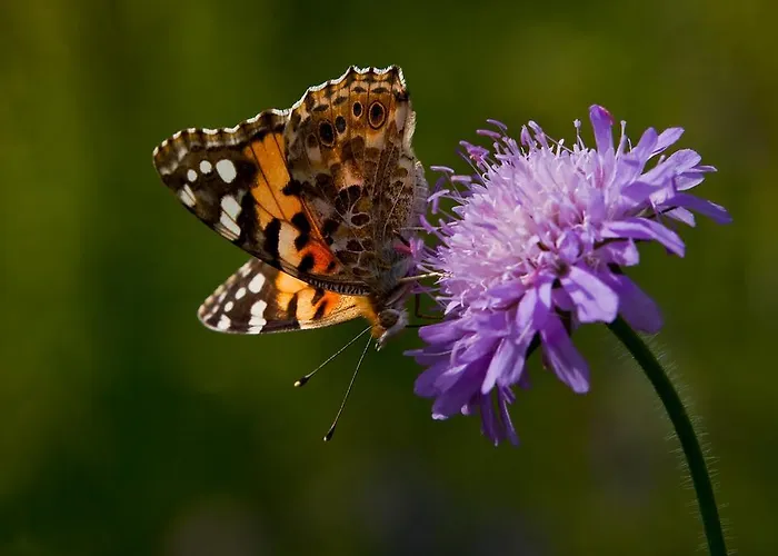 Farm Dolinar Krainer