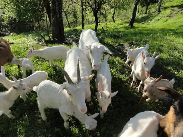 مزرعة للإقامة Farm Dolinar Krainer بوهينيسكا بيلا