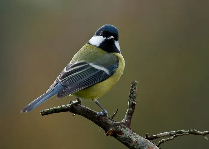 Farm Dolinar Krainer مزرعة للإقامة *