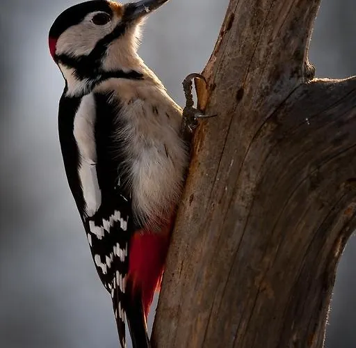 Farm Dolinar Krainer *